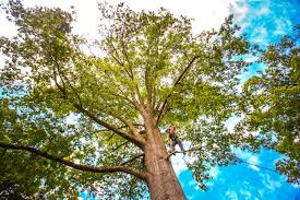 Best Tree Preservation Services  in Valley City, ND